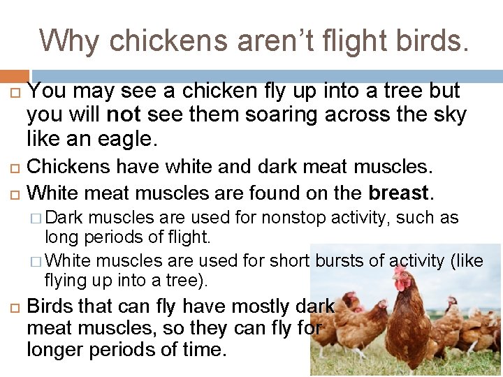 Why chickens aren’t flight birds. You may see a chicken fly up into a
