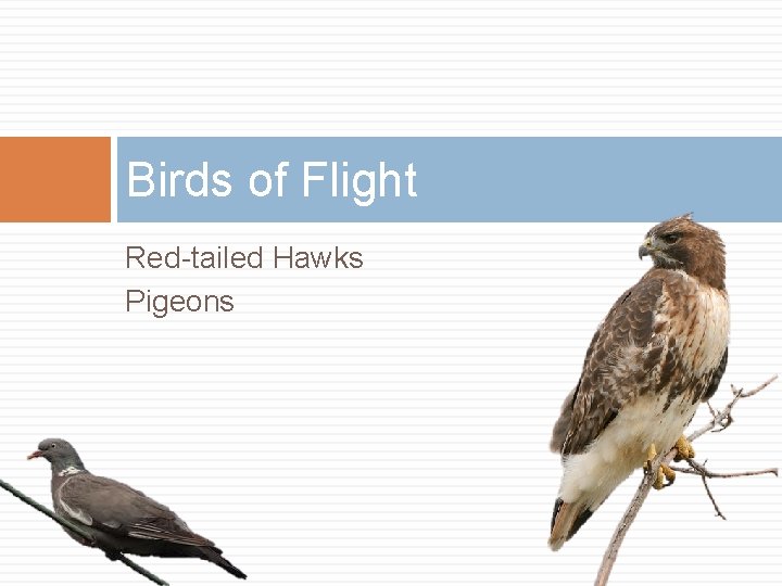 Birds of Flight Red-tailed Hawks Pigeons 
