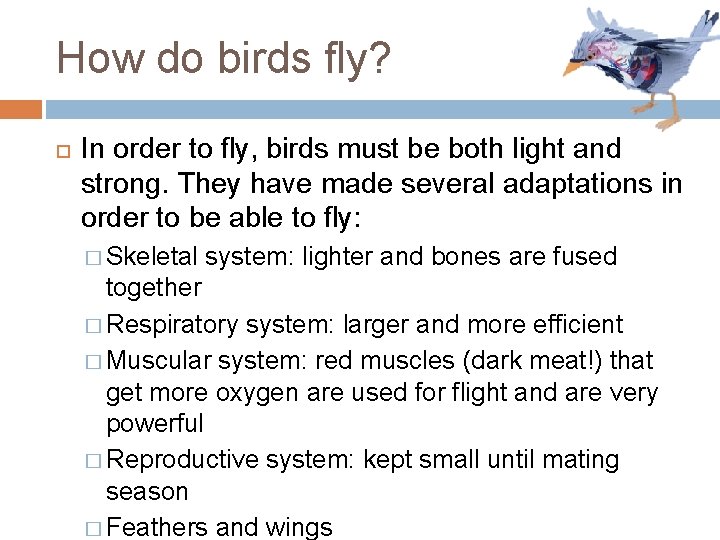 How do birds fly? In order to fly, birds must be both light and