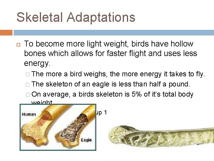 Skeletal Adaptations To become more light weight, birds have hollow bones which allows for