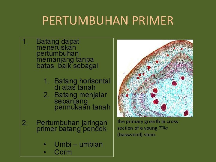 PERTUMBUHAN PRIMER 1. Batang dapat meneruskan pertumbuhan memanjang tanpa batas, baik sebagai 1. Batang