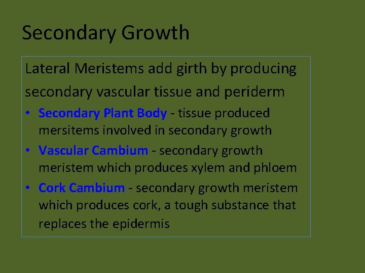 Secondary Growth Lateral Meristems add girth by producing secondary vascular tissue and periderm •