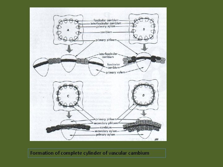 Formation of complete cylinder of vascular cambium 