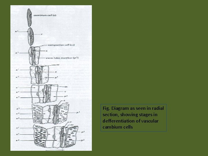 Fig. Diagram as seen in radial section, showing stages in defferentiation of vascular cambium