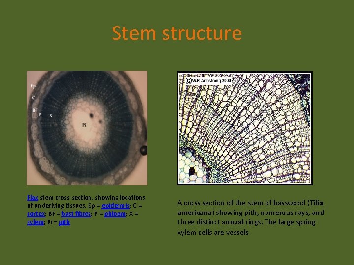 Stem structure Flax stem cross-section, showing locations of underlying tissues. Ep = epidermis; C