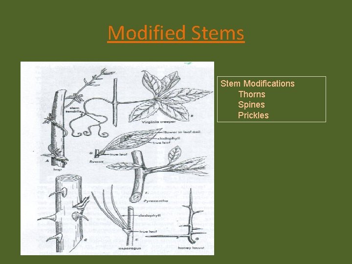 Modified Stems Stem Modifications Thorns Spines Prickles 