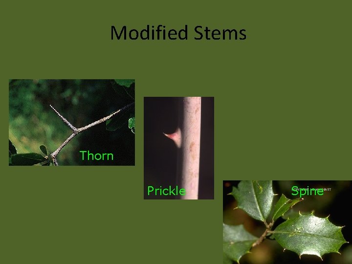 Modified Stems Thorn Prickle Spine 