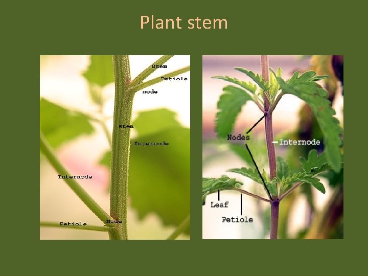 Plant stem 