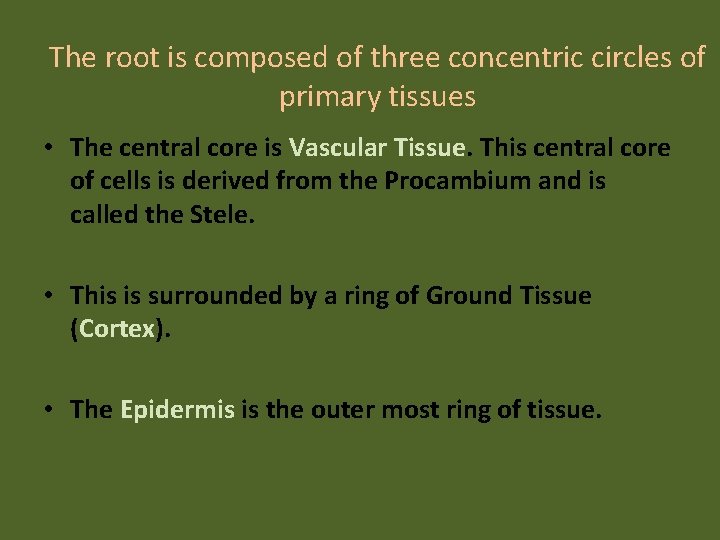 The root is composed of three concentric circles of primary tissues • The central