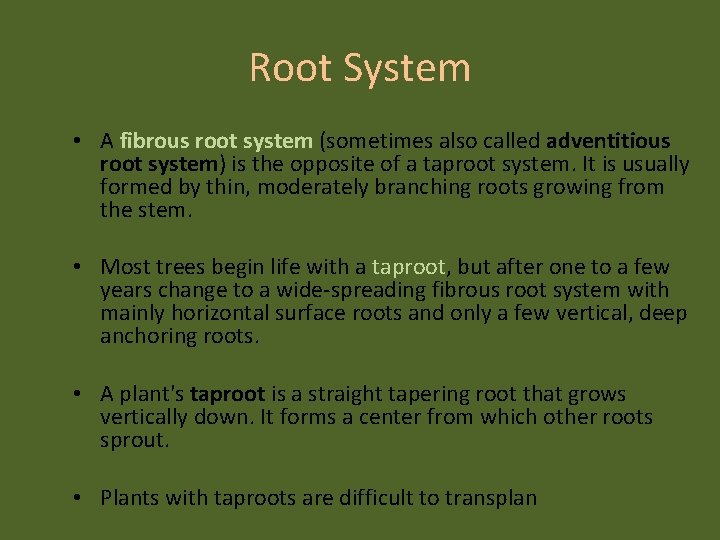 Root System • A fibrous root system (sometimes also called adventitious root system) is
