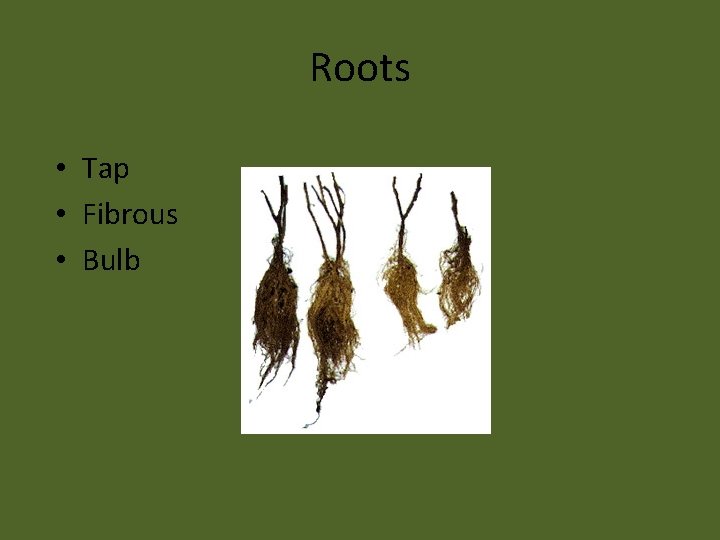 Roots • Tap • Fibrous • Bulb 