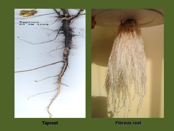 Taproot Fibrous root 