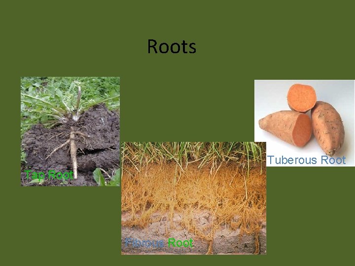 Roots Tuberous Root Tap Root Fibrous Root 
