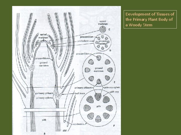 Development of Tissues of the Primary Plant Body of a Woody Stem 