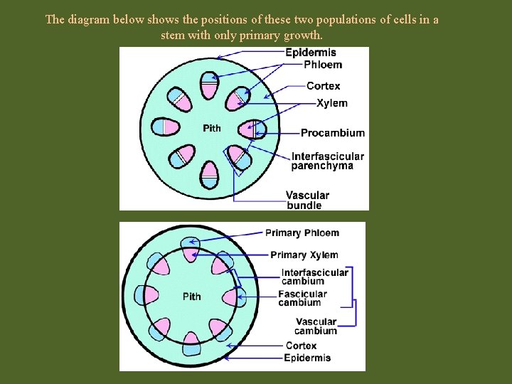 The diagram below shows the positions of these two populations of cells in a