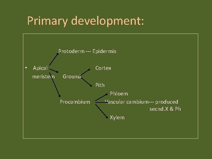 Primary development: Protoderm --- Epidermis • Apical meristem Cortex Ground Pith Procambium Phloem Vascular