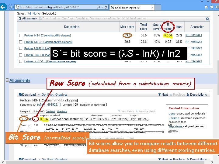 S´= bit score = (l. S - ln. K) / ln 2 Raw Score