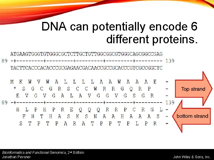 DNA can potentially encode 6 different proteins. Bioinformatics and Functional Genomics, 2 nd Edition