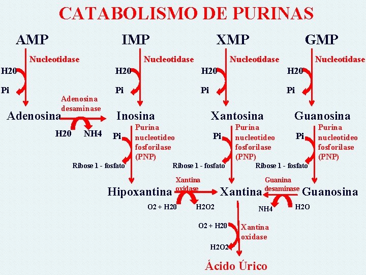 CATABOLISMO DE PURINAS AMP IMP Nucleotidase XMP GMP Nucleotidase H 20 Pi Pi Adenosina