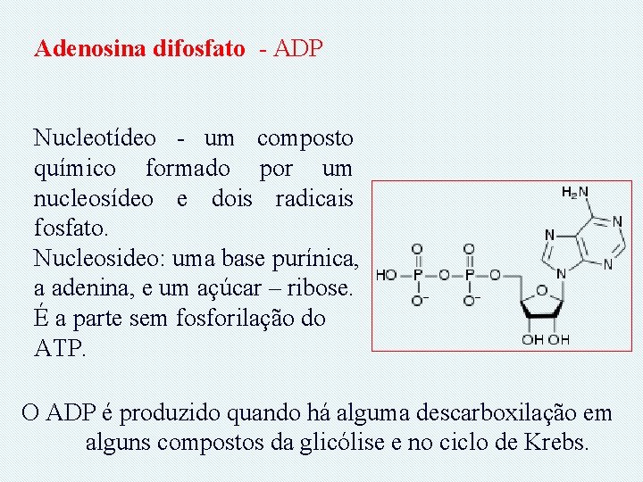 Adenosina difosfato - ADP Nucleotídeo - um composto químico formado por um nucleosídeo e