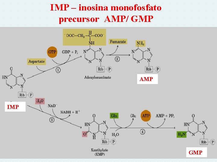 IMP – inosina monofosfato precursor AMP/ GMP AMP IMP GMP 