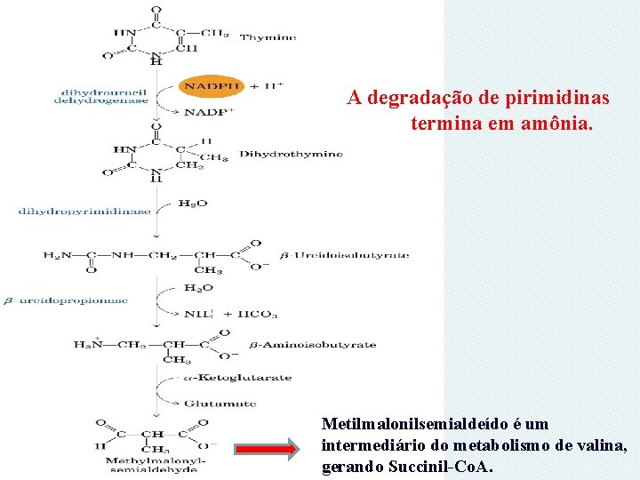 A degradação de pirimidinas termina em amônia. Metilmalonilsemialdeído é um intermediário do metabolismo de