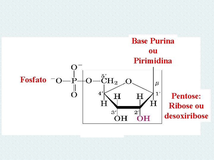 Base Purina ou Pirimidina Fosfato Pentose: Ribose ou desoxiribose Fosfato 