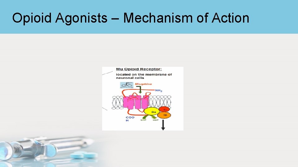 Opioid Agonists – Mechanism of Action 