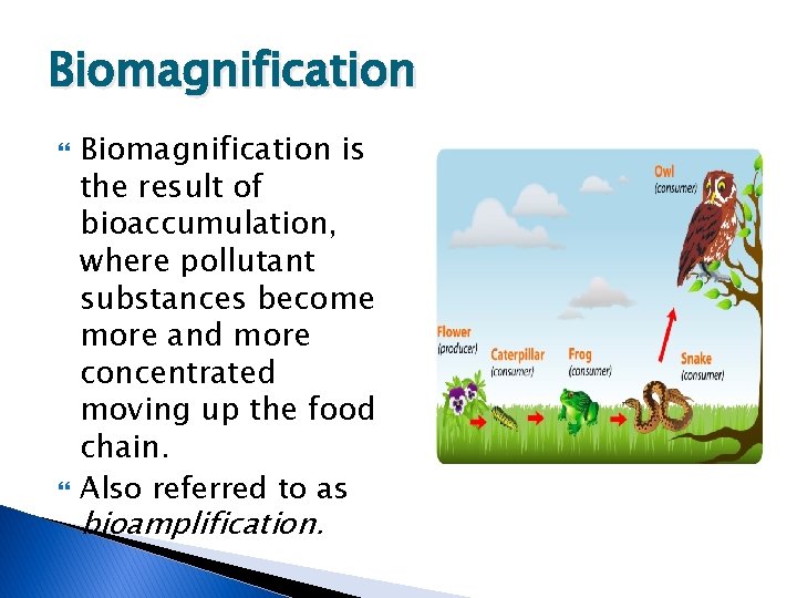Biomagnification is the result of bioaccumulation, where pollutant substances become more and more concentrated