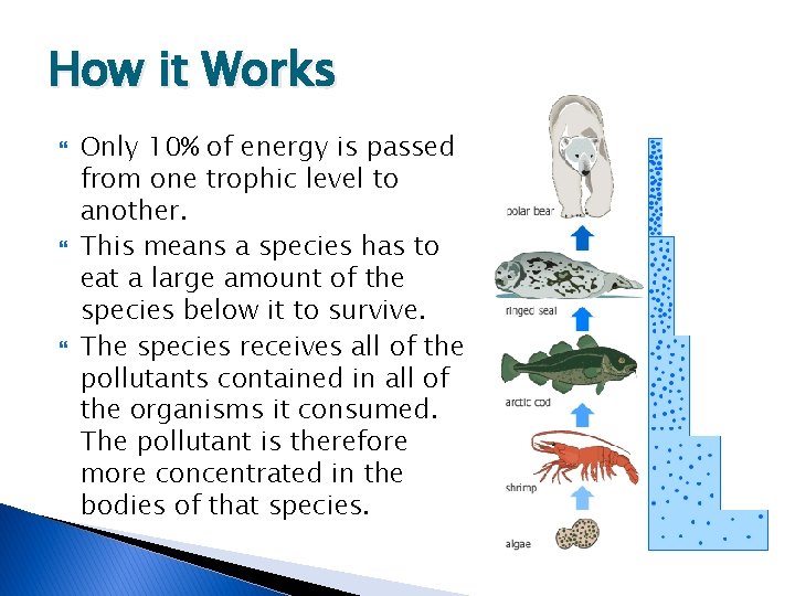 How it Works Only 10% of energy is passed from one trophic level to
