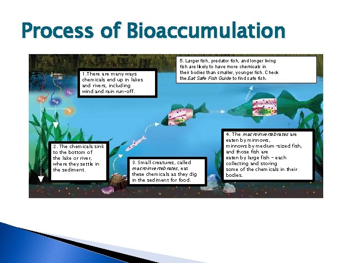 Process of Bioaccumulation 1. There are many ways chemicals end up in lakes and