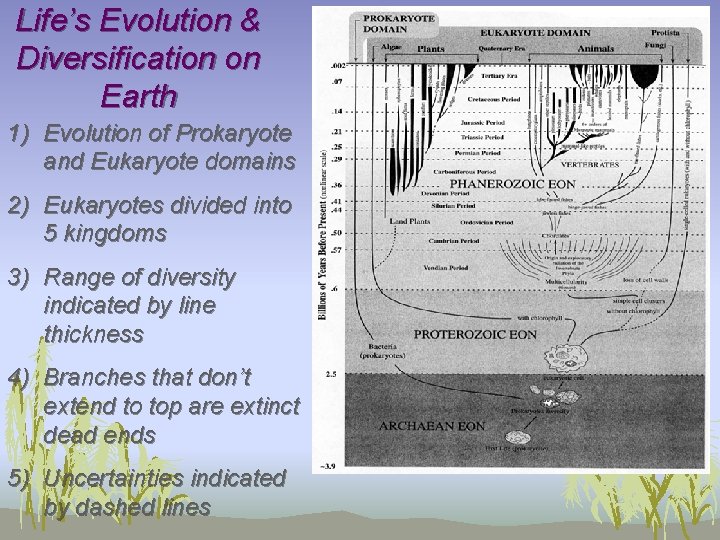 Life’s Evolution & Diversification on Earth 1) Evolution of Prokaryote and Eukaryote domains 2)