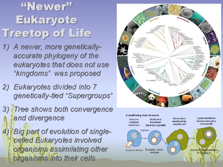 “Newer” Eukaryote Treetop of Life 1) A newer, more geneticallyaccurate phylogeny of the eukaryotes