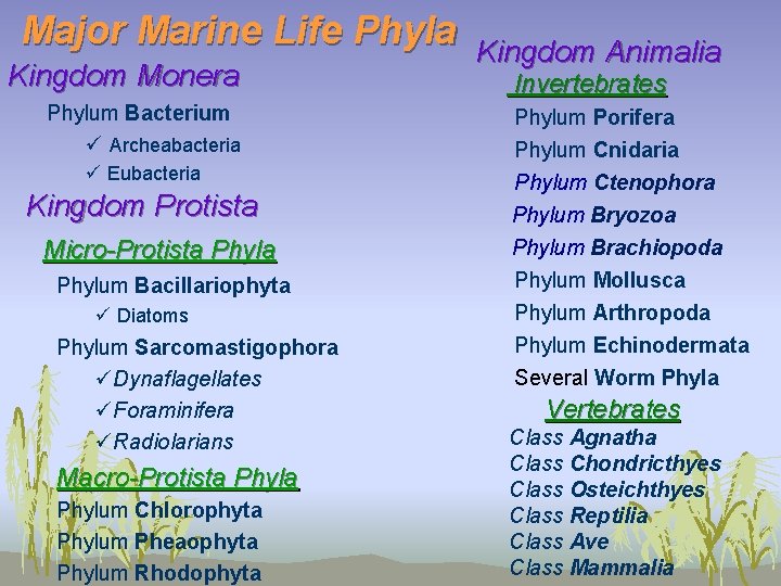 Major Marine Life Phyla Kingdom Monera Phylum Bacterium ü Archeabacteria ü Eubacteria Kingdom Protista