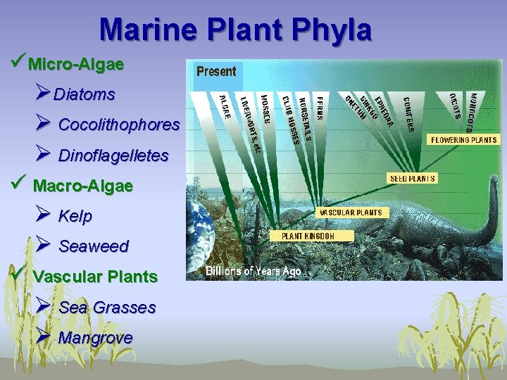 Marine Plant Phyla üMicro-Algae ØDiatoms Ø Cocolithophores Ø Dinoflagelletes ü Macro-Algae Ø Kelp Ø