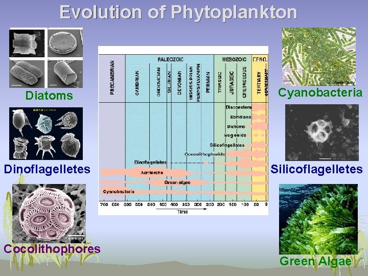 Evolution of Phytoplankton Diatoms Cyanobacteria Dinoflagelletes Silicoflagelletes Cocolithophores Green Algae 