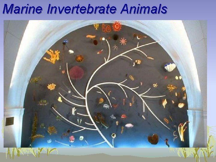 Marine Invertebrate Animals 