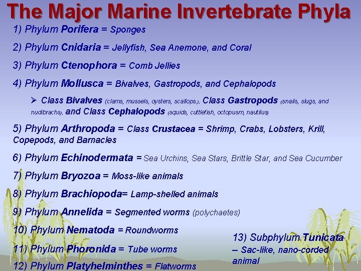 The Major Marine Invertebrate Phyla 1) Phylum Porifera = Sponges 2) Phylum Cnidaria =