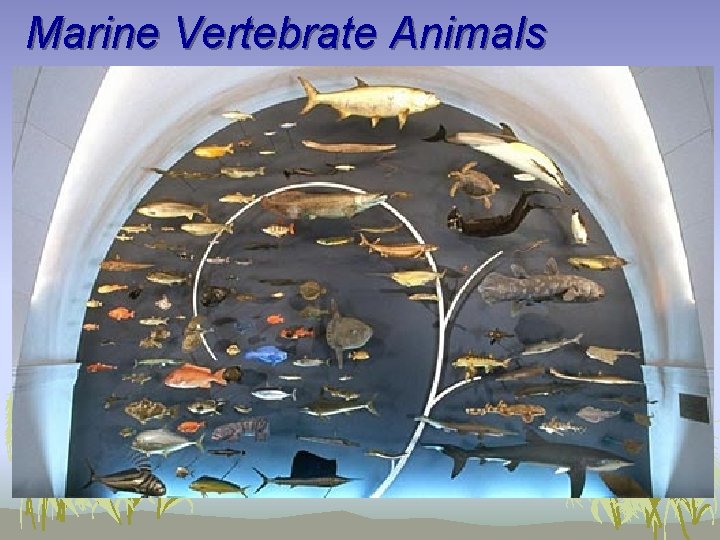 Marine Vertebrate Animals 