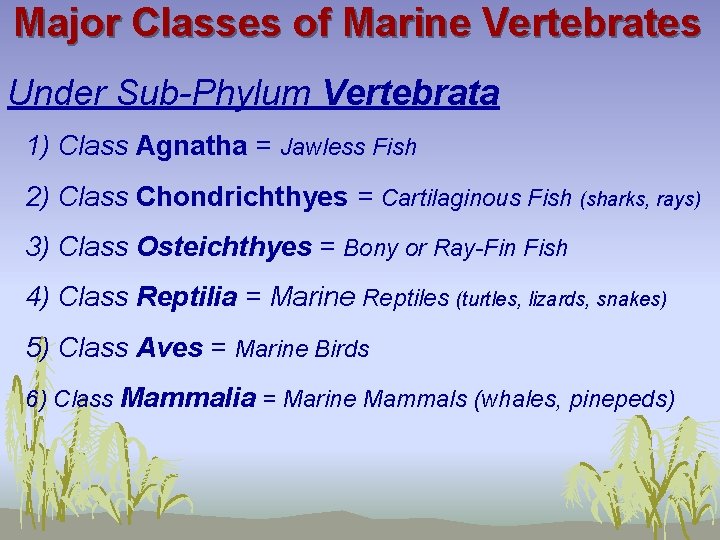 Major Classes of Marine Vertebrates Under Sub-Phylum Vertebrata 1) Class Agnatha = Jawless Fish