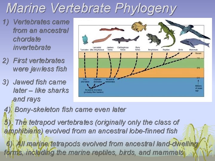 Marine Vertebrate Phylogeny 1) Vertebrates came from an ancestral chordate invertebrate 2) First vertebrates