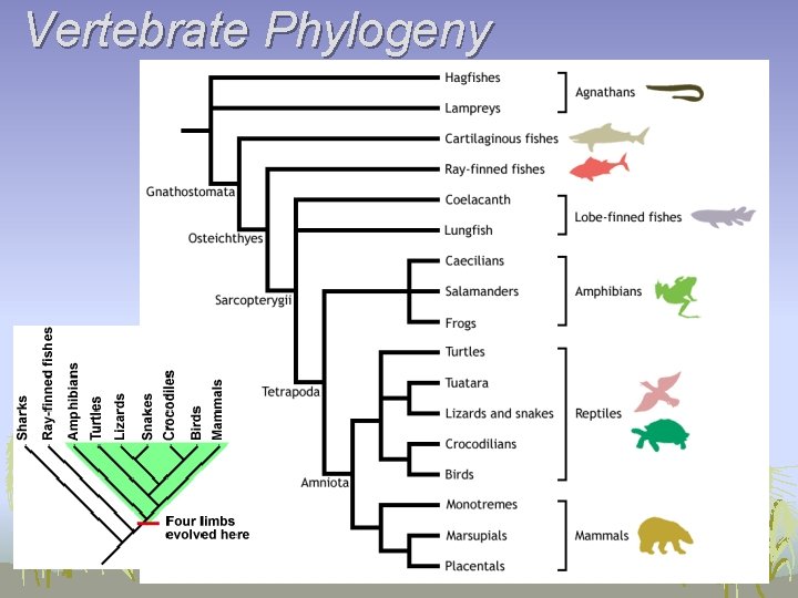 Vertebrate Phylogeny 