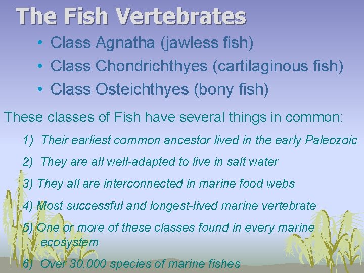 The Fish Vertebrates • Class Agnatha (jawless fish) • Class Chondrichthyes (cartilaginous fish) •