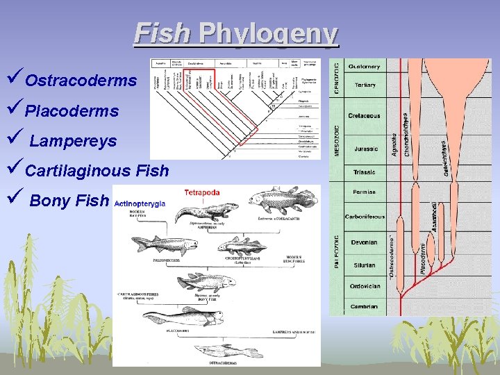 Fish Phylogeny üOstracoderms üPlacoderms ü Lampereys üCartilaginous Fish ü Bony Fish 