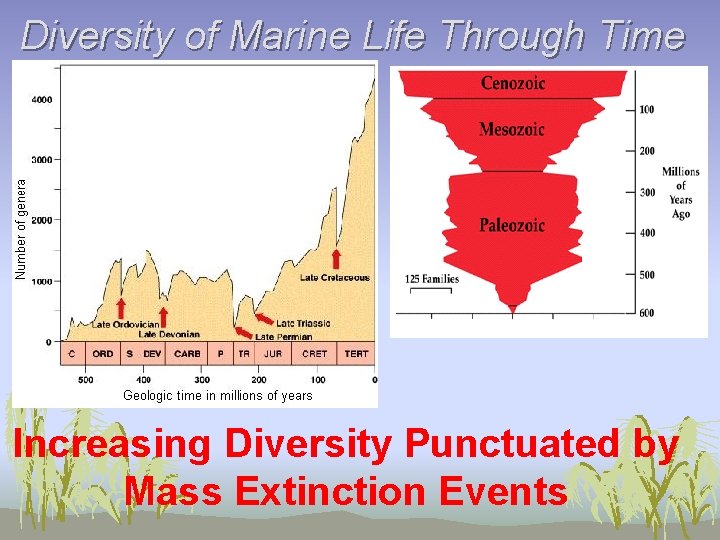 Diversity of Marine Life Through Time Increasing Diversity Punctuated by Mass Extinction Events 