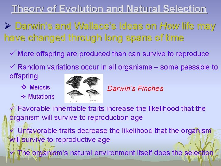 Theory of Evolution and Natural Selection Ø Darwin’s and Wallace’s Ideas on How life