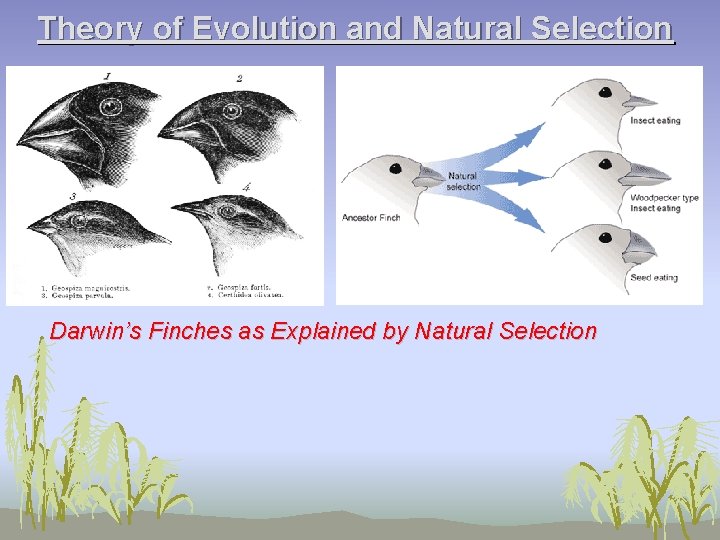 Theory of Evolution and Natural Selection Darwin’s Finches as Explained by Natural Selection 