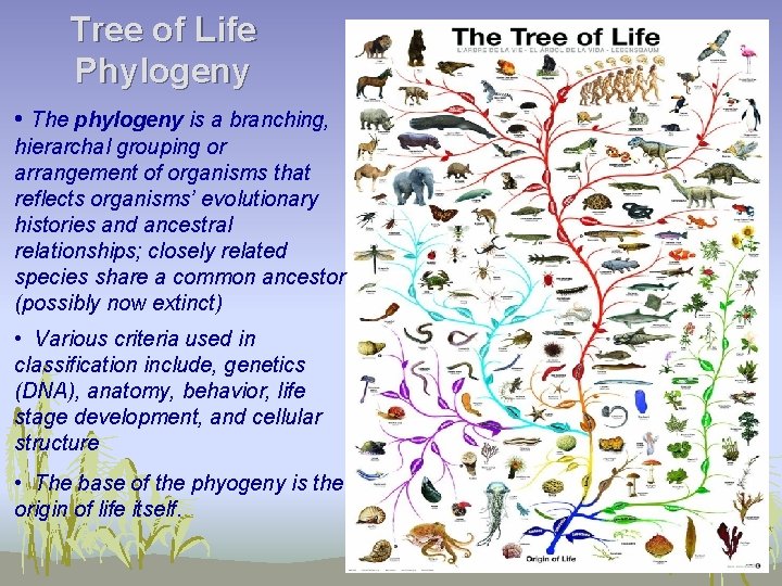 Tree of Life Phylogeny • The phylogeny is a branching, hierarchal grouping or arrangement