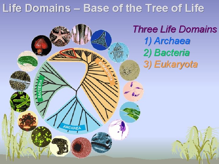 Life Domains – Base of the Tree of Life Three Life Domains 1) Archaea