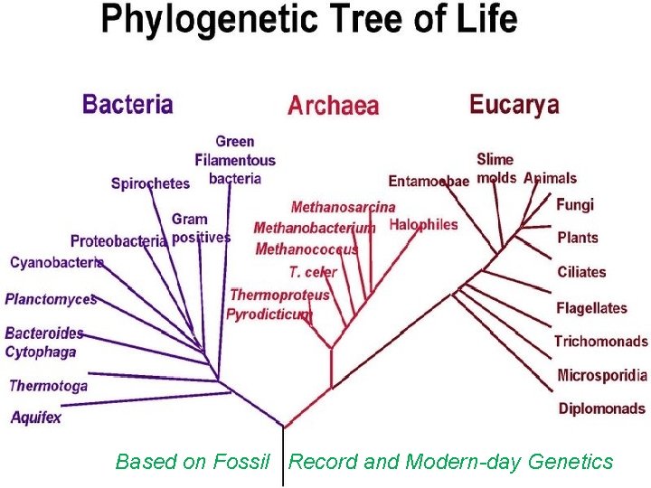 Phylogenetic Tree of Life Based on Fossil Record and Modern-day Genetics 